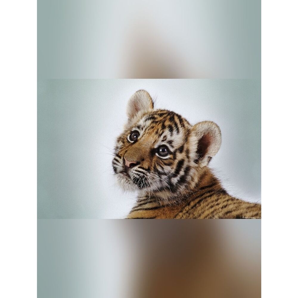 Custom Fridge Magnet Tiger Cub Home Kitchen Decor